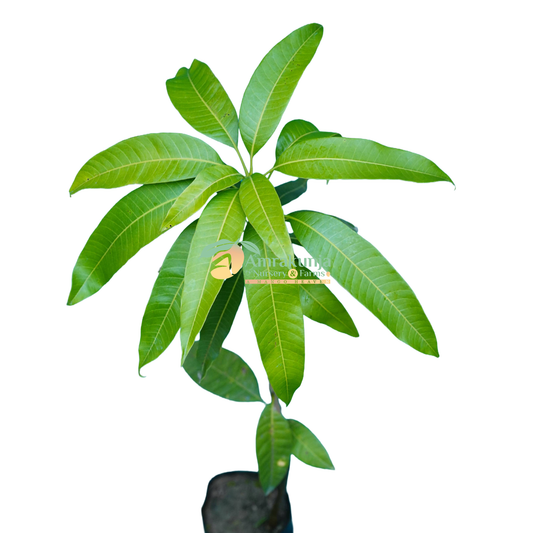 Anwar Rataul / Ratol