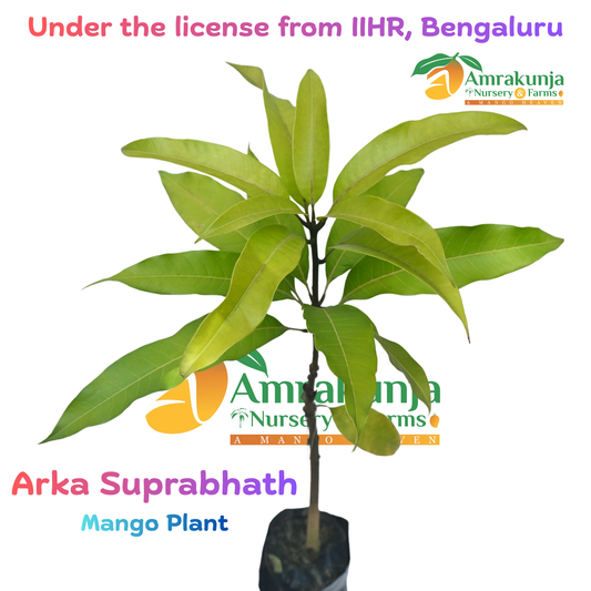 Arka Suprabhath