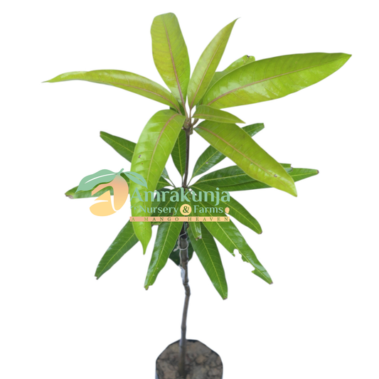 Baaz / Bazz / Paaz / Pazz