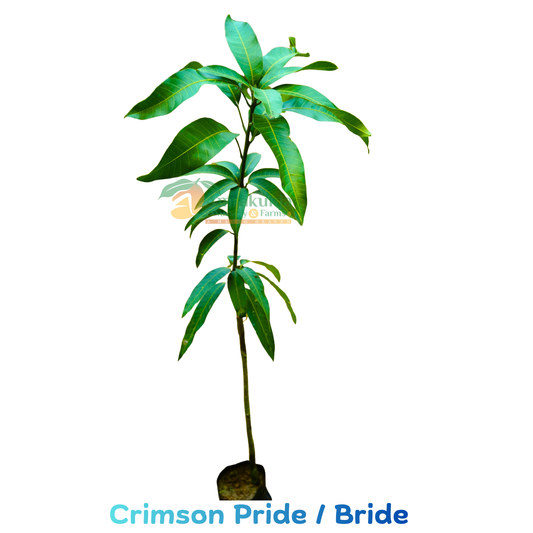 Crimson Bride / Crimson Pride