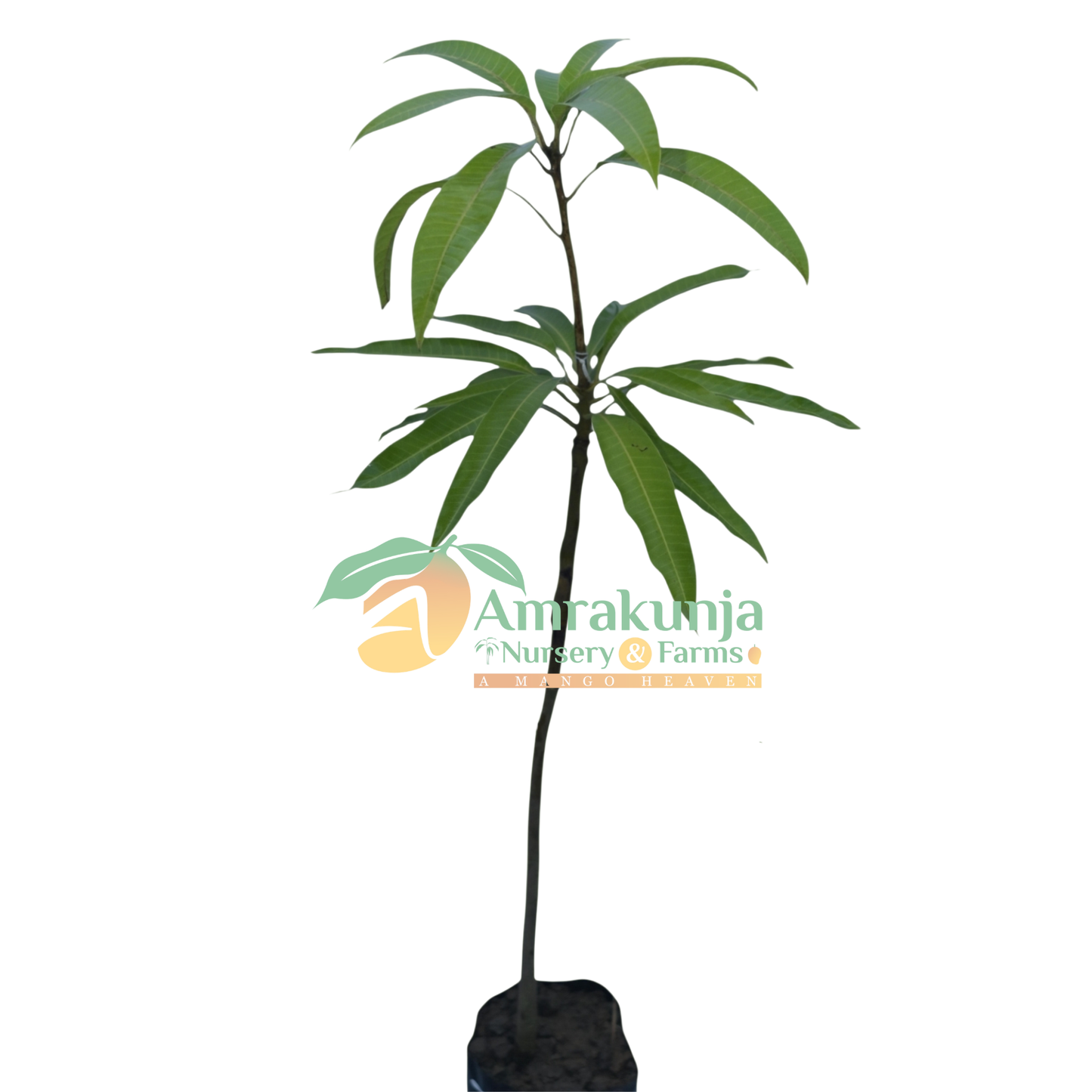 Miyazaki / Irwin / Taiyo no Tamago (Egg of the Sun)