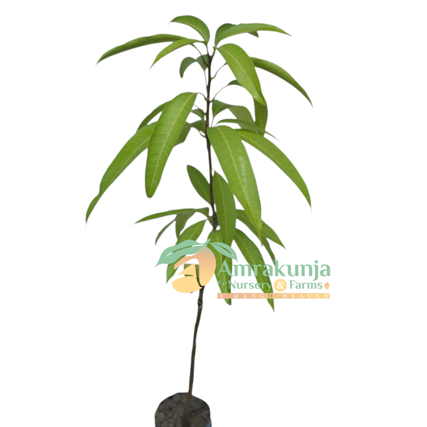 Chinagmai / Red Ivory / Hong Siang Ya / Nga Chaeng Dang