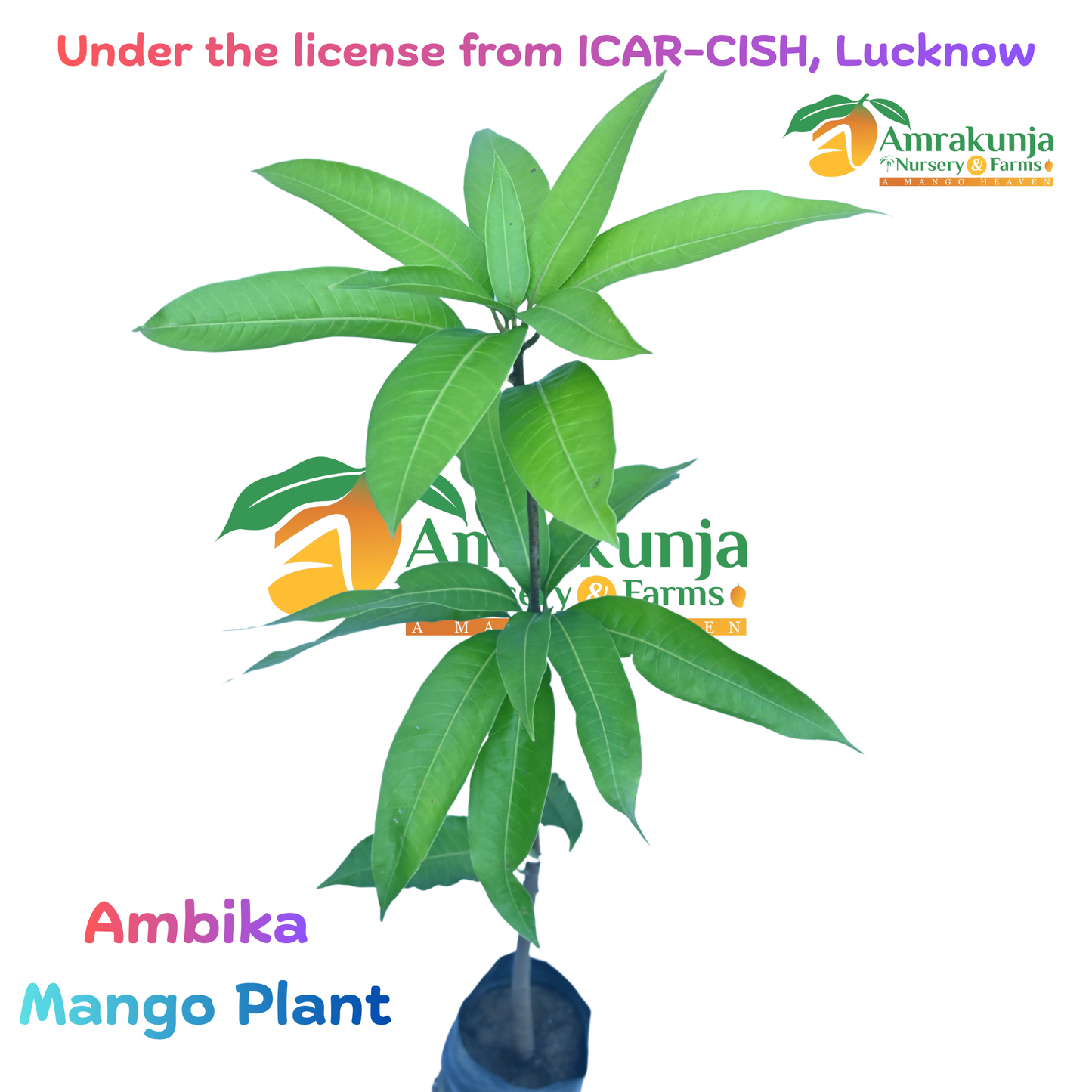 Ambika / CISH-Ambika
