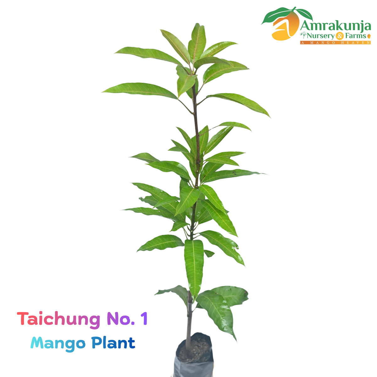 Taichung No. 1