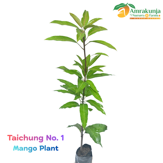 Taichung No. 1