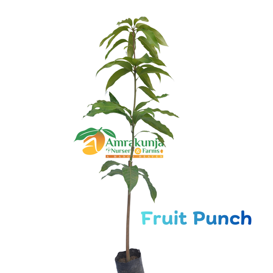 Fruit Punch