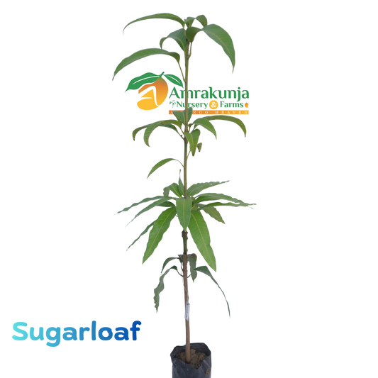 Sugarloaf