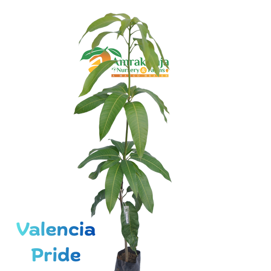 Valencia Pride