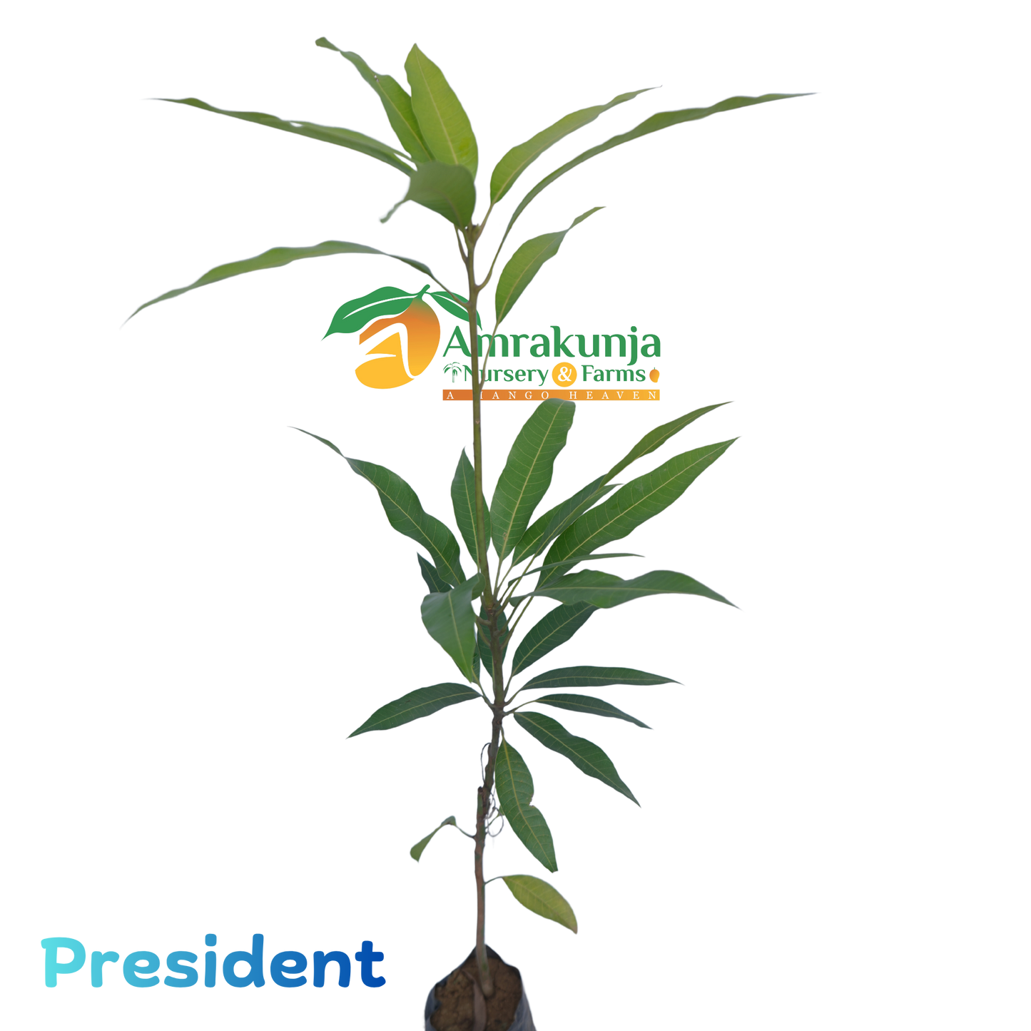 President
