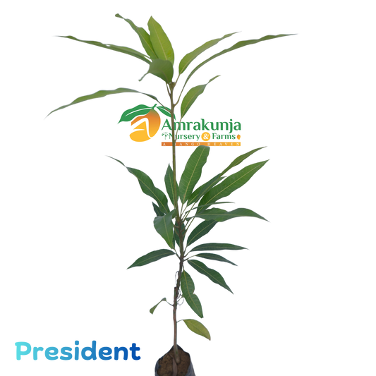 President