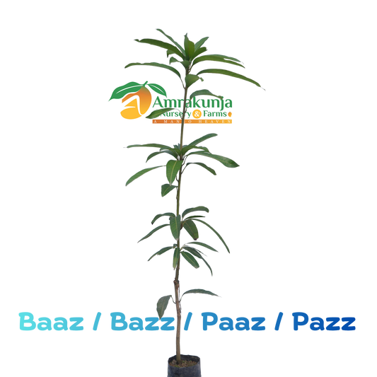 Baaz / Bazz / Paaz / Pazz