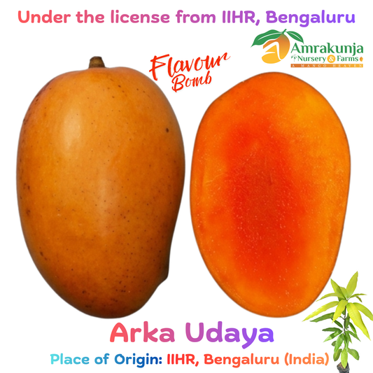 Arka Udaya