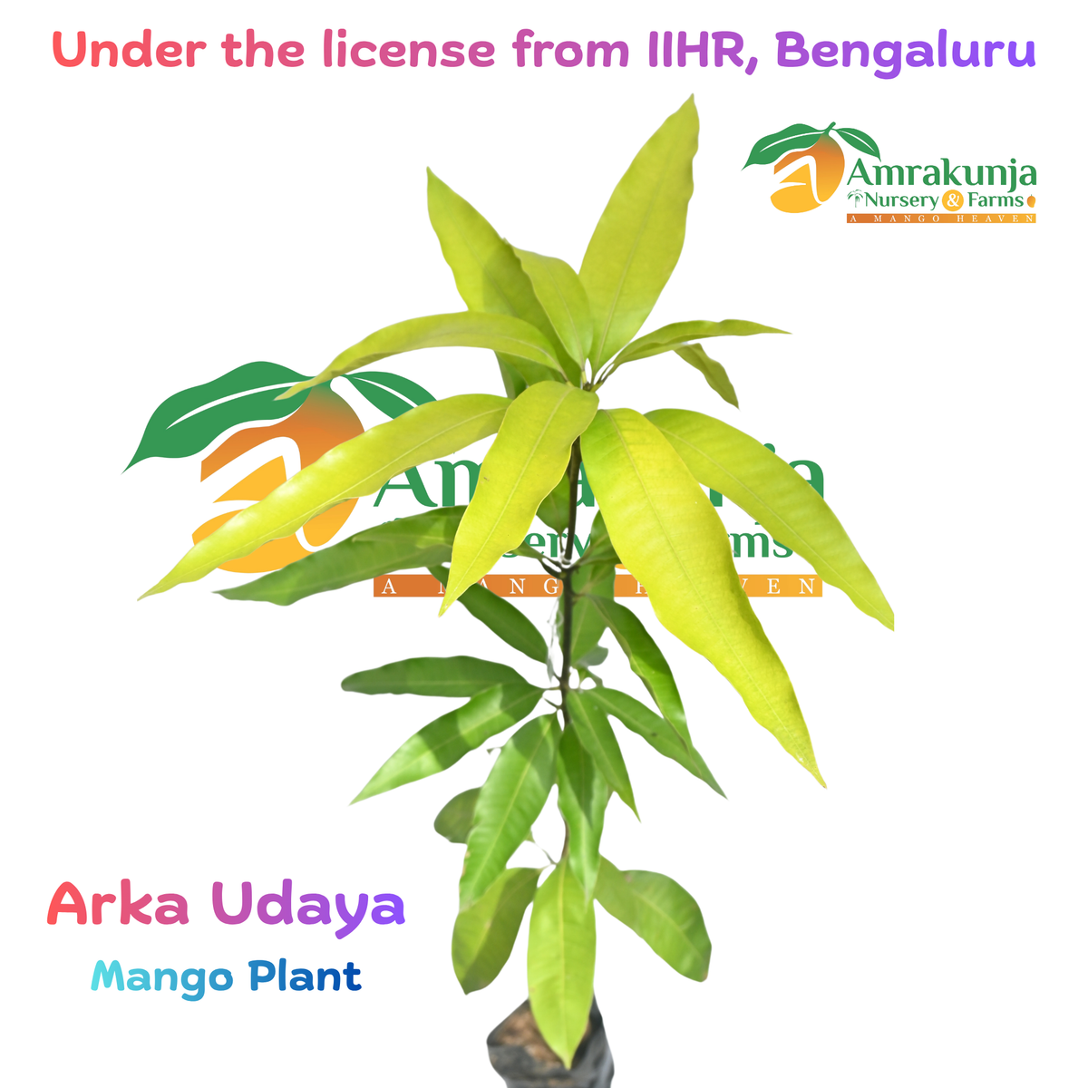Arka Udaya