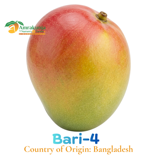 Bari 4
