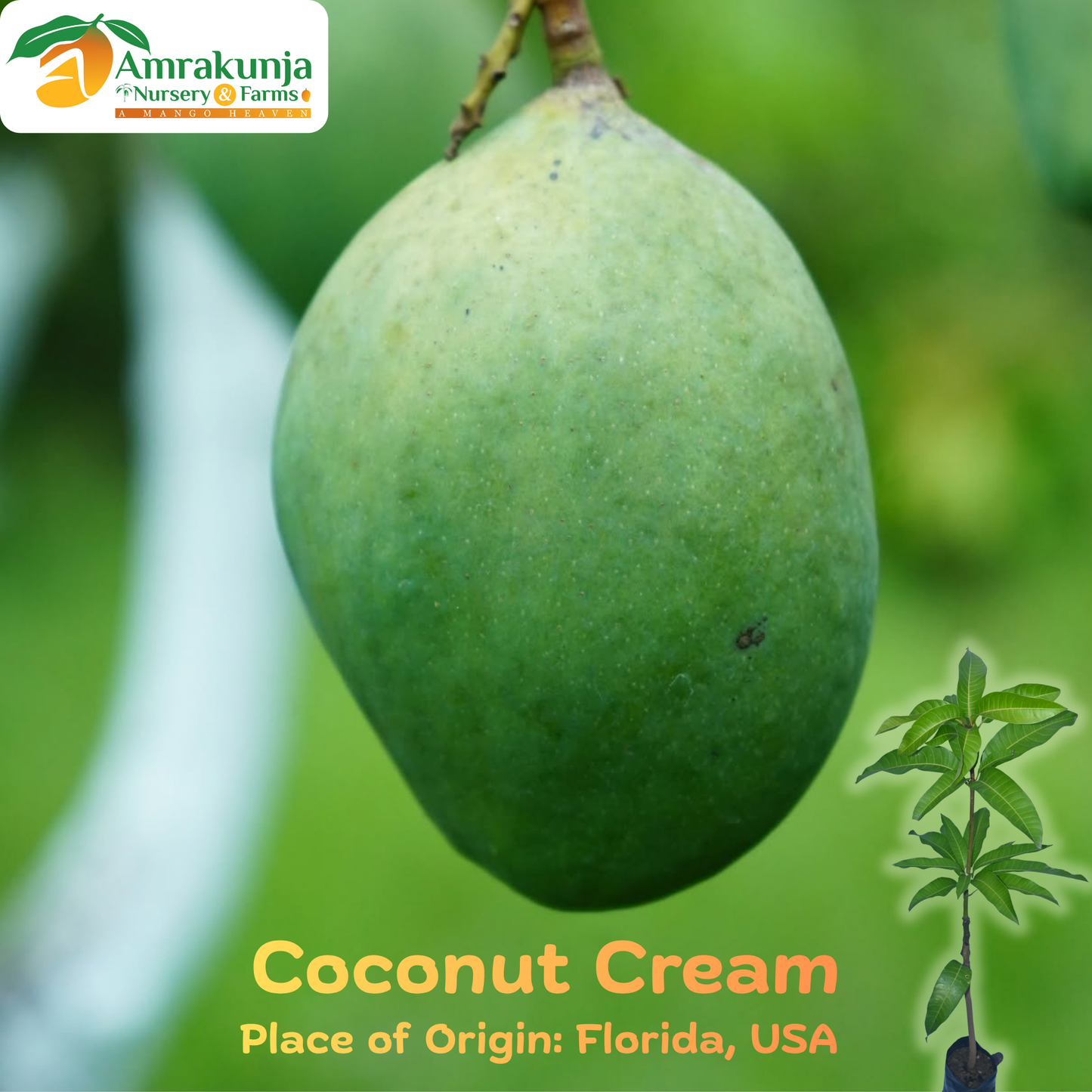 Coconut Cream / C-20