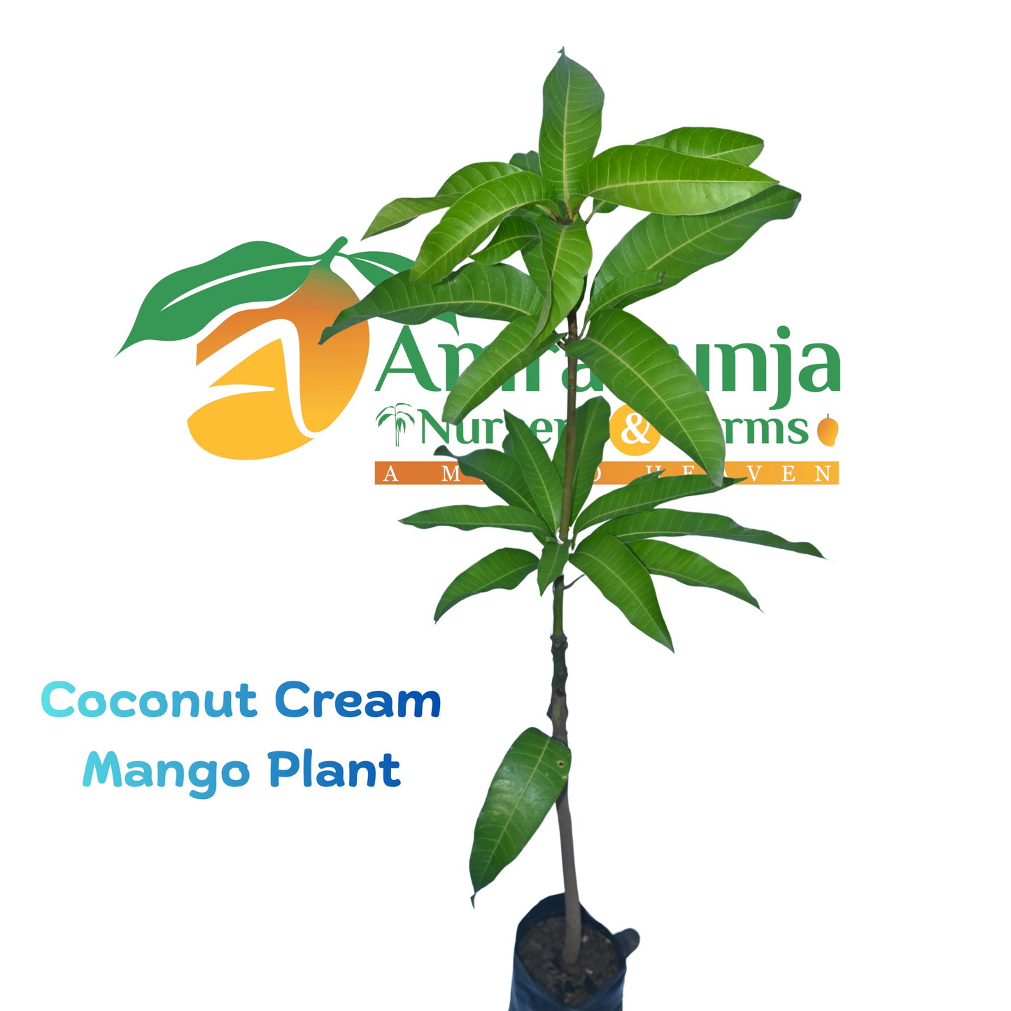 Coconut Cream / C-20
