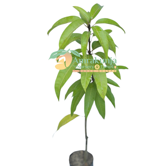 Crimson Bride / Crimson Pride