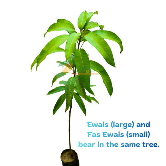 Ewais / Fas Ewais / Owais