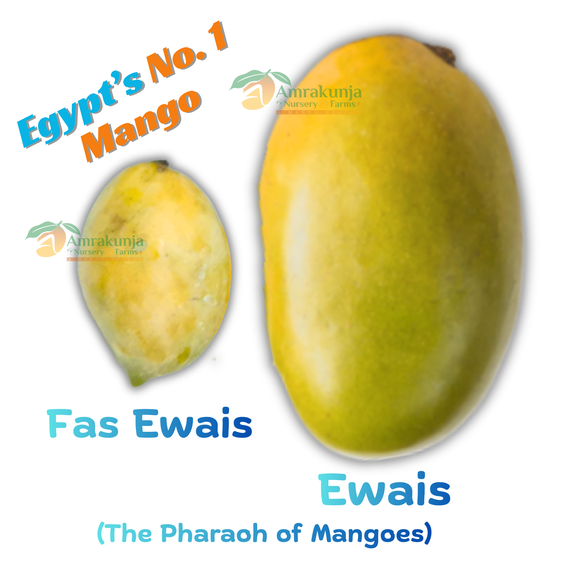 Ewais Fas Ewais The Pharoh of Mangoes