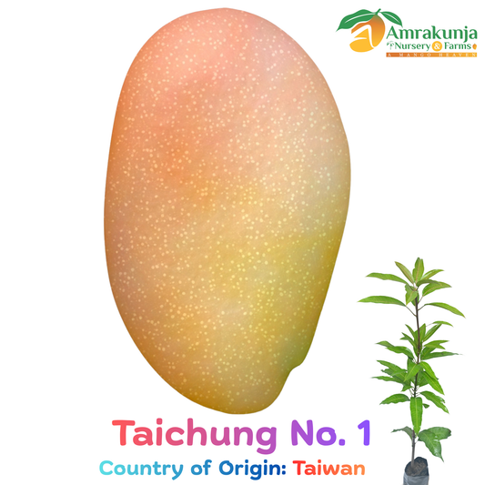 Taichung No. 1