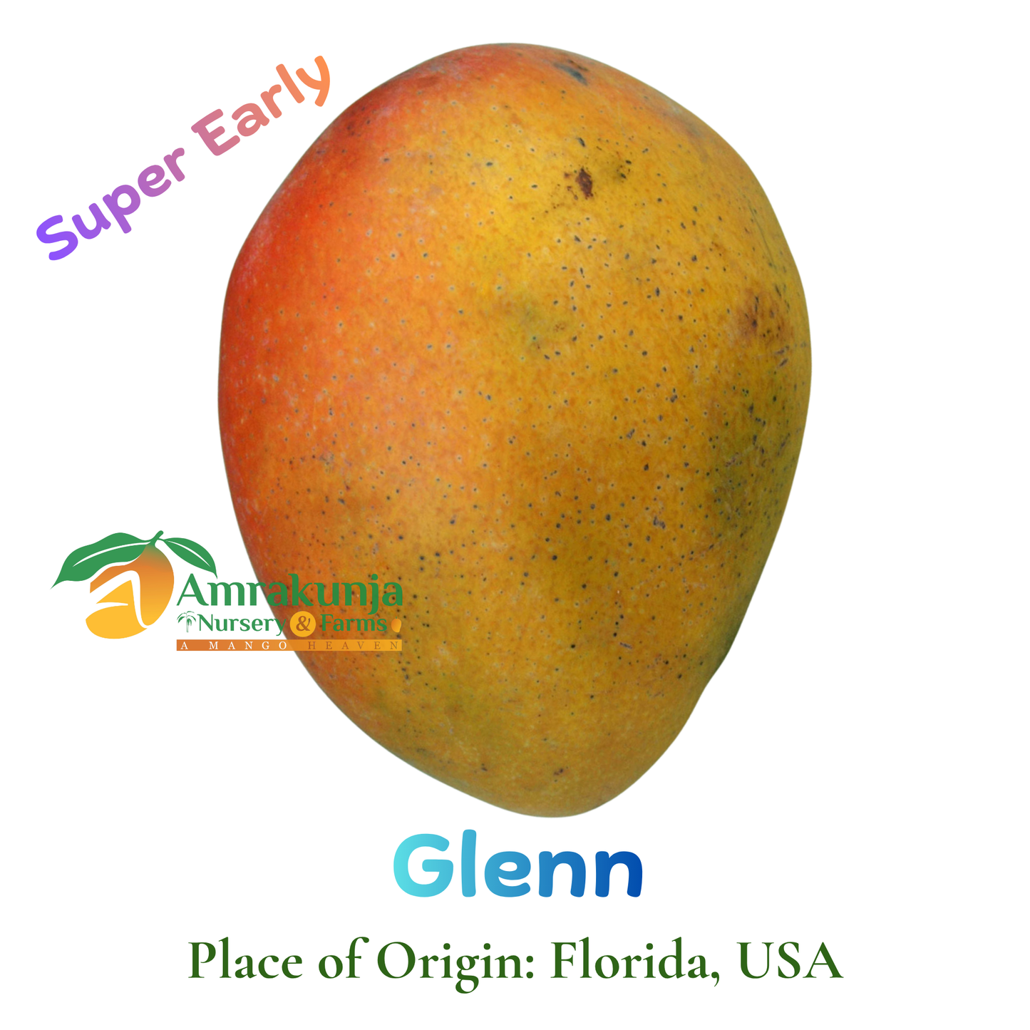 Glenn