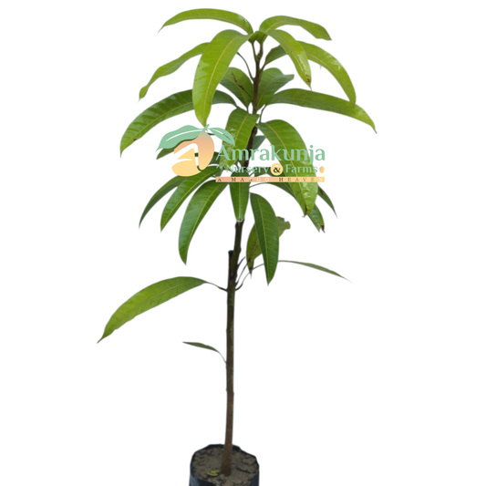 Jin Huang / Golden Queen / Kiew Yai / Cat Saigon