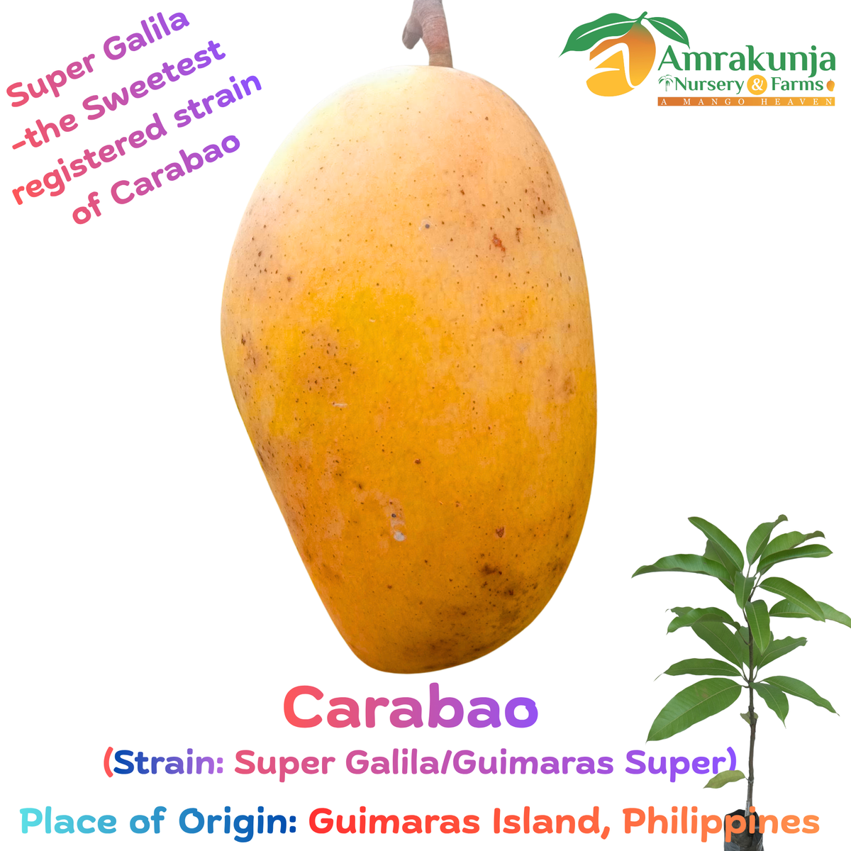 Carabao (Strain: Super Galila / Guimaras Super)