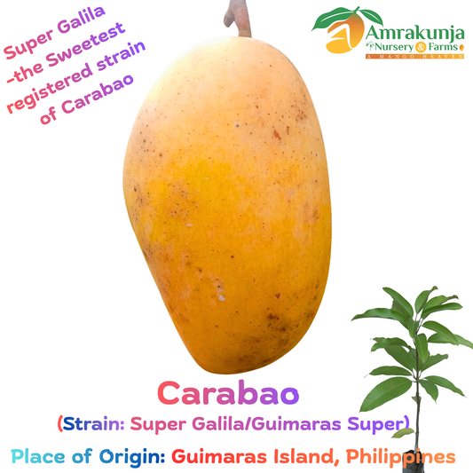 Carabao (Strain: Super Galila / Guimaras Super)