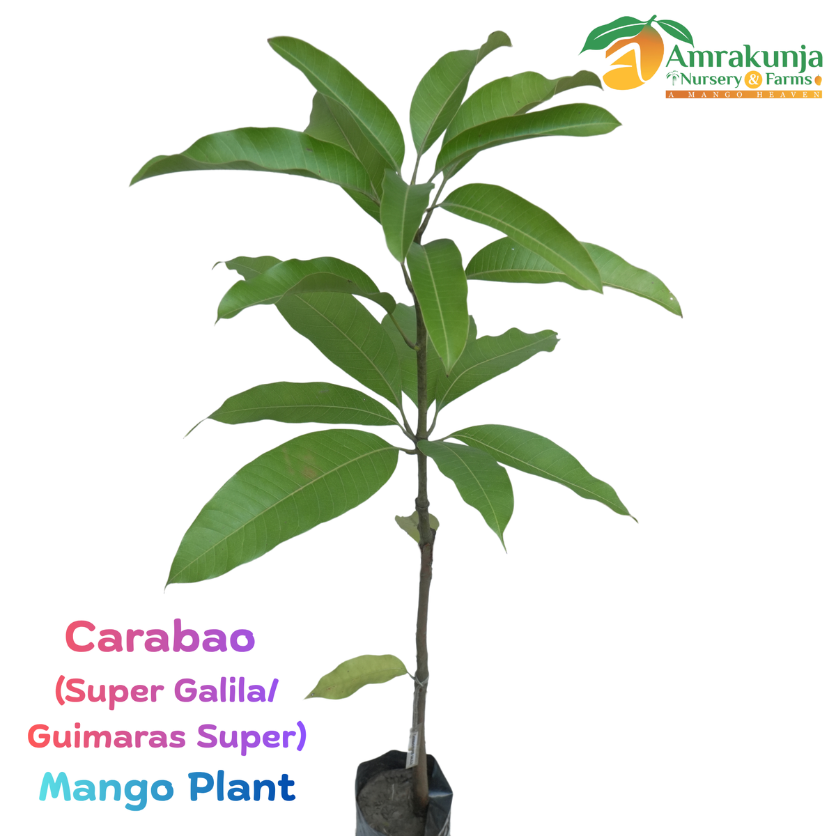 Carabao (Strain: Super Galila / Guimaras Super)