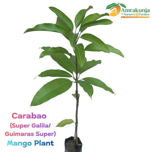 Carabao (Strain: Super Galila / Guimaras Super)