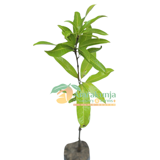 Himayat / Himam Pasand / Imam Pasand / Himayuddin