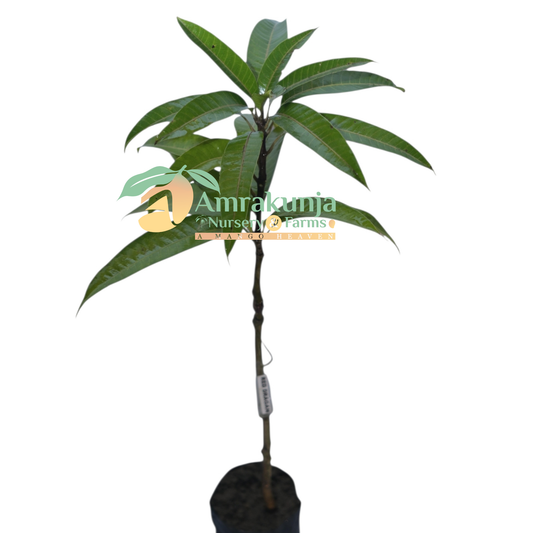 Hong Long / Red Dragon