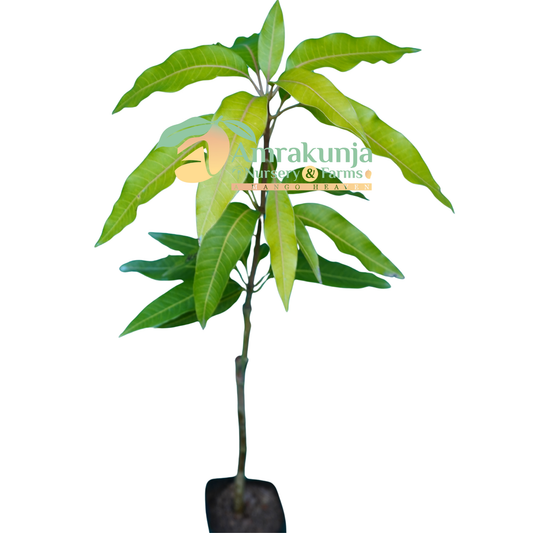 Husn-e-Ara (the most beautiful mango in the world)