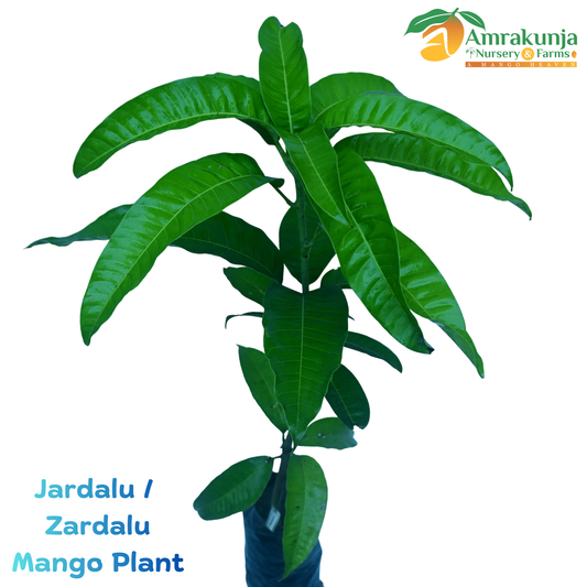Jardalu / Zardalu