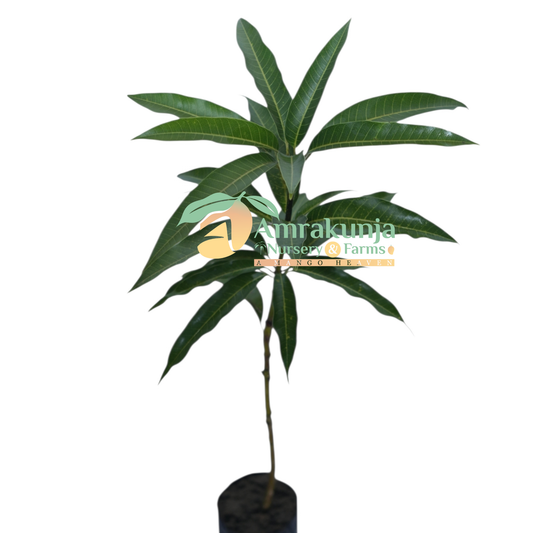 Gir Kesar / Kesar  (Queen of Mangoes)