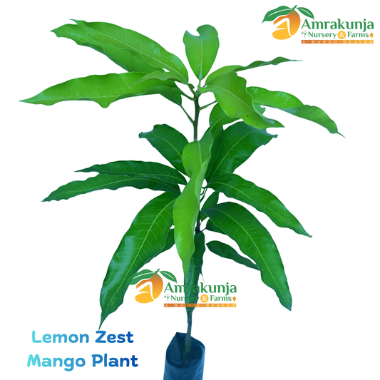 Lemon Zest
