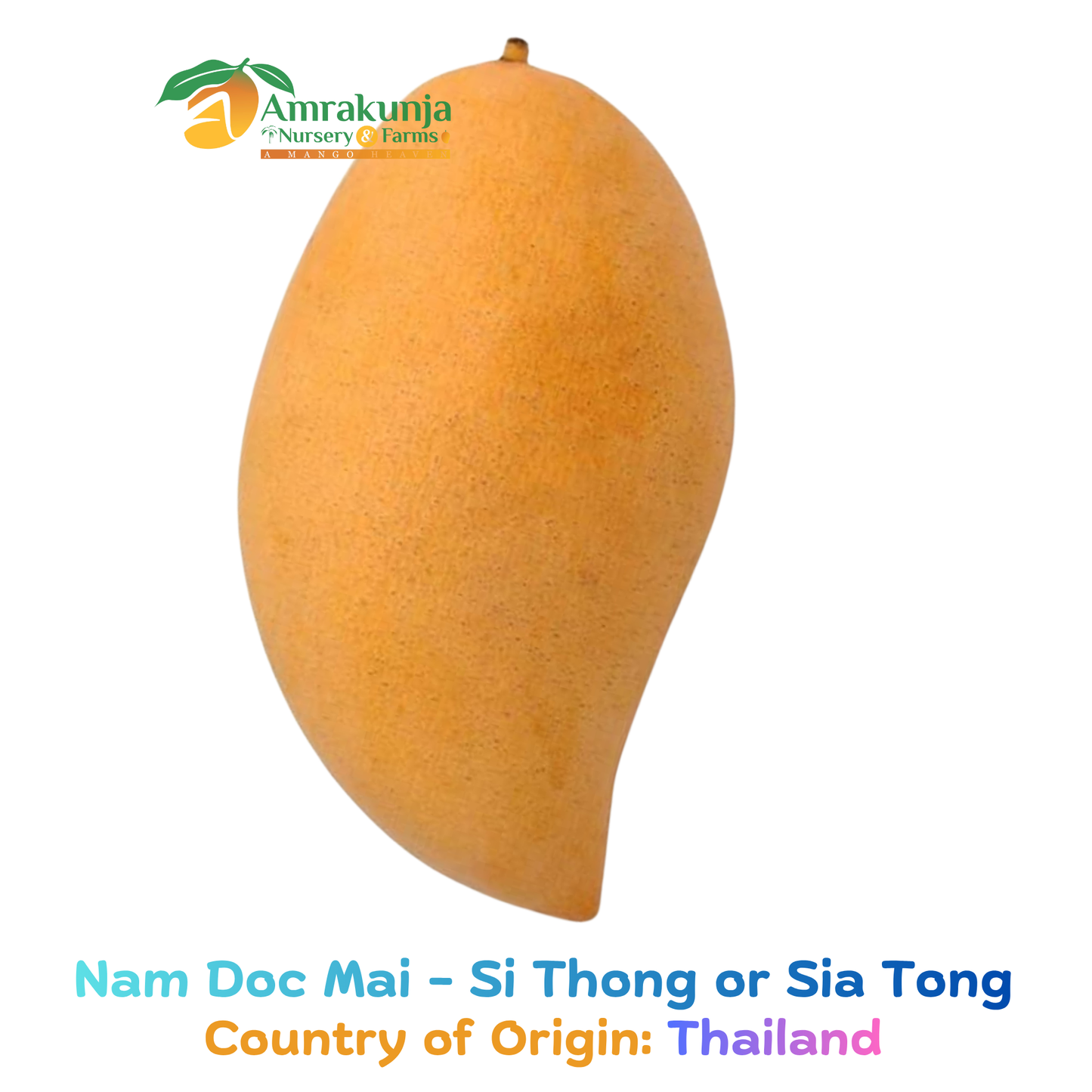 Nam Doc Mai - Si Thong / Sia Tong