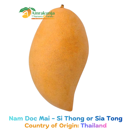 Nam Doc Mai - Si Thong / Sia Tong