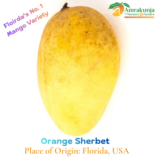 Orange Sherbet