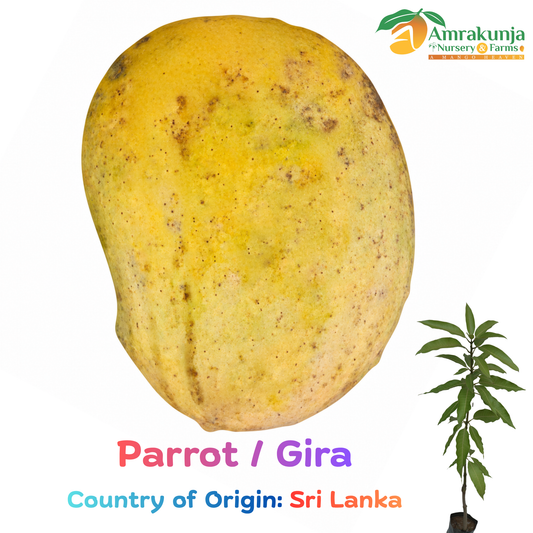 Parrot Mango / Gira