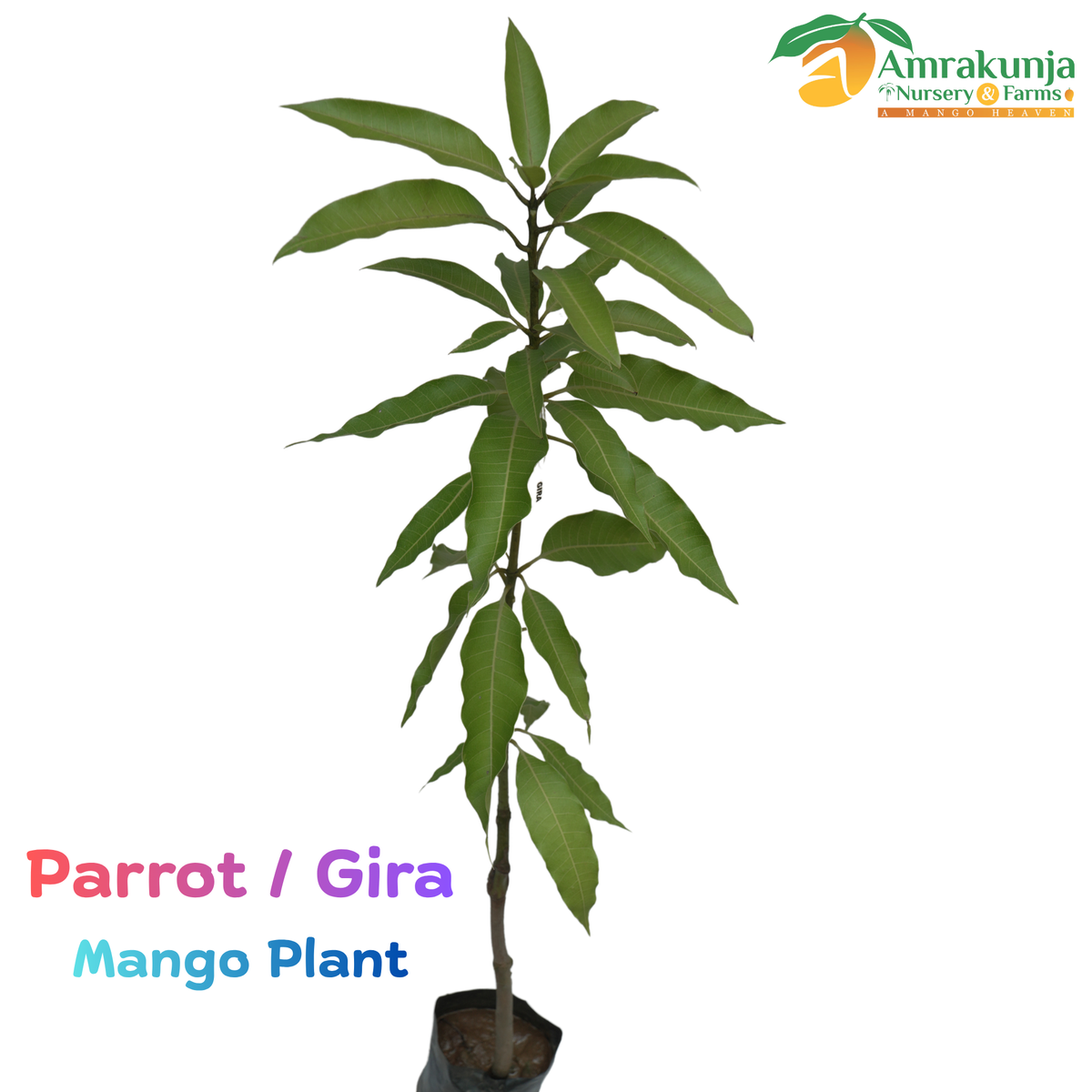 Parrot Mango / Gira