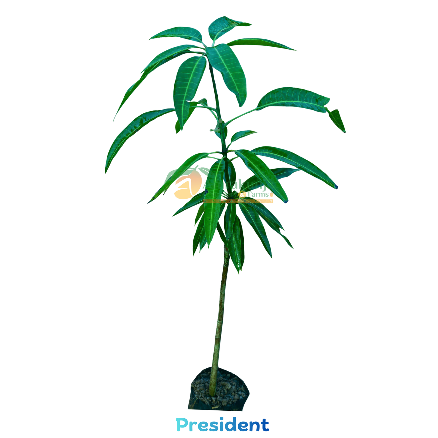 President