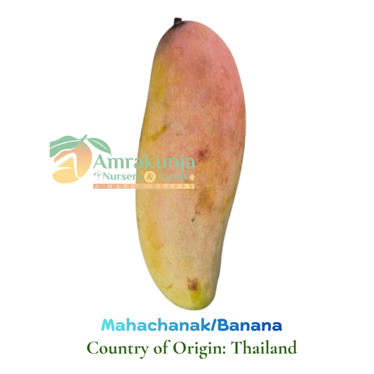 Banana / Mahachanak / Kook Lom Krong