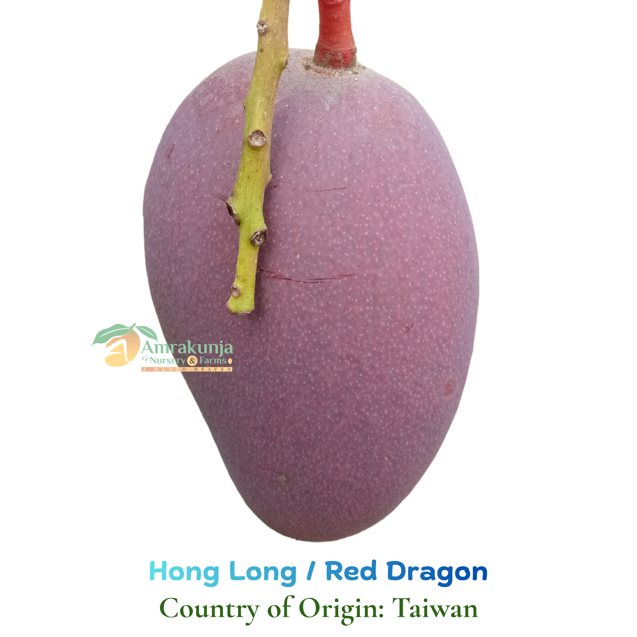 Buy Hong Long / Red Dragon Mango Plant Online | MangoPlant