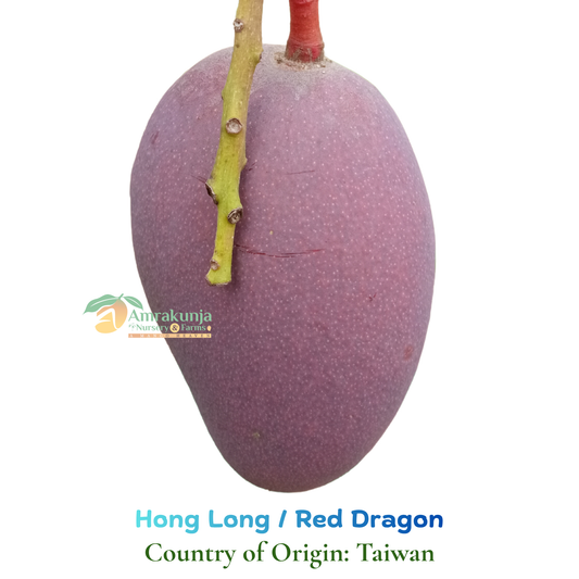 Hong Long / Red Dragon