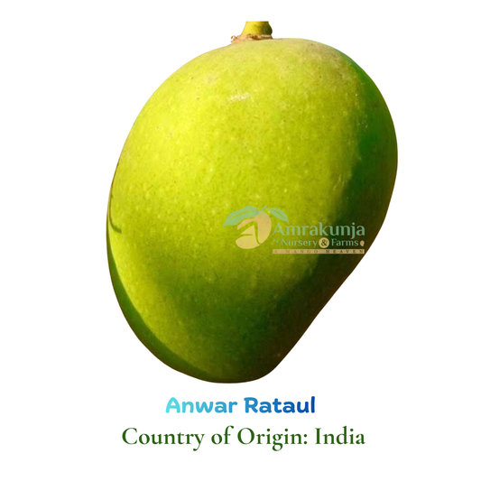 Anwar Rataul / Ratol