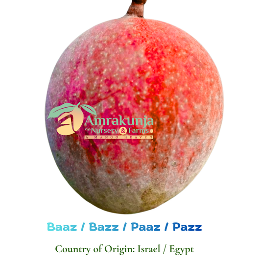 Baaz / Bazz / Paaz / Pazz