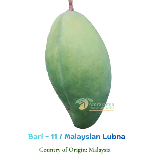 Bari 11 / Malaysian Lubna