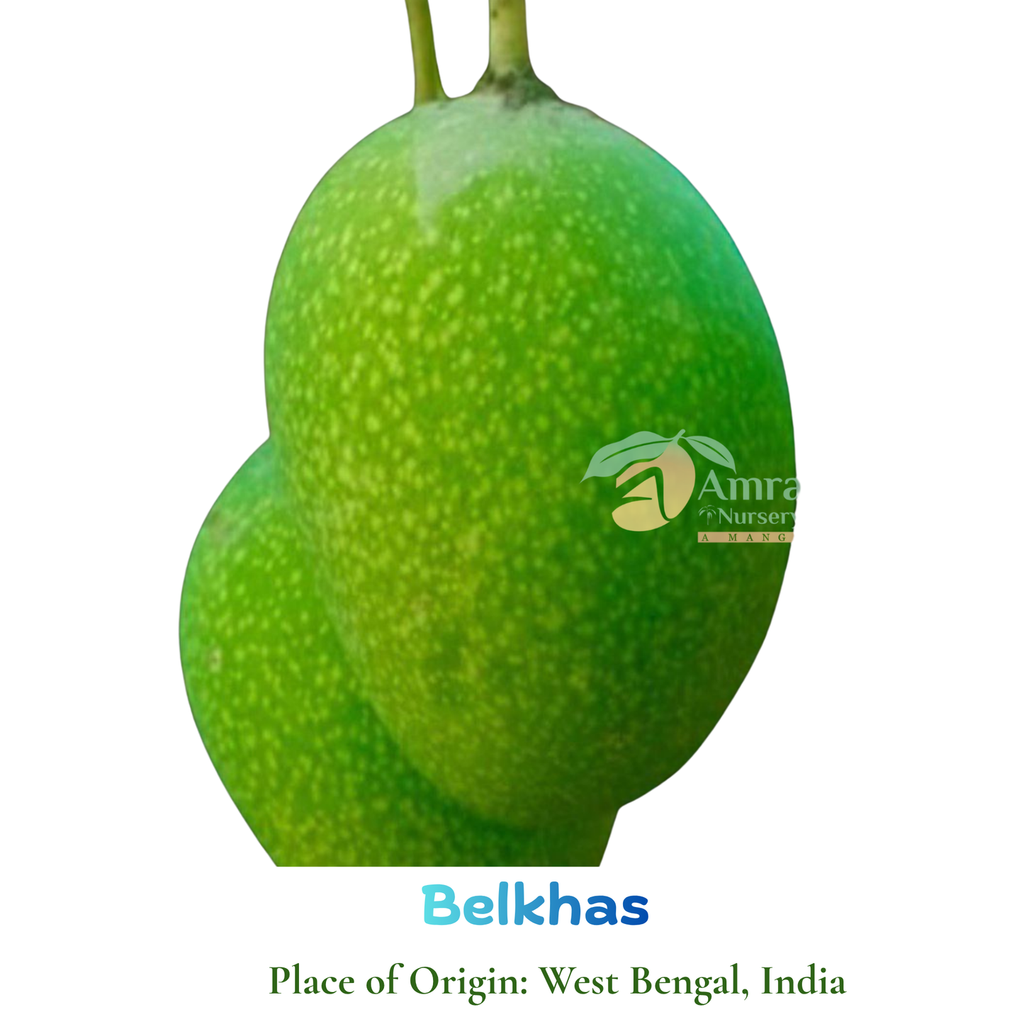 Belkhas
