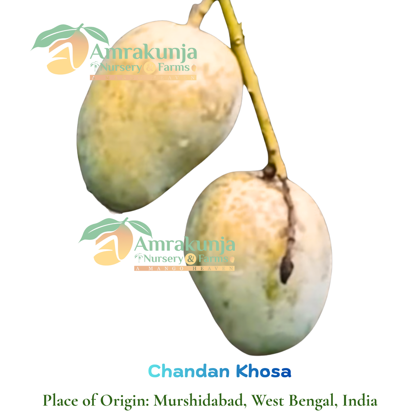 Chandan Khosa